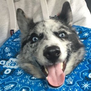 Meet your Posher, Haven